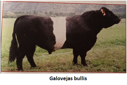 Galovejas20bullis.png