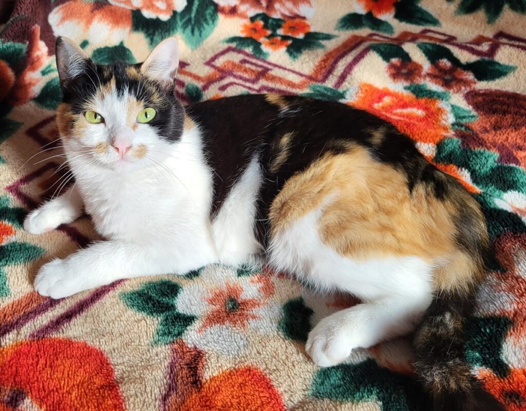 Mīluļa CV: Brīvdomātāja Zigna